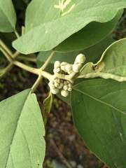 Solanum erianthum