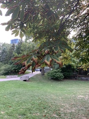 Aesculus hippocastanum