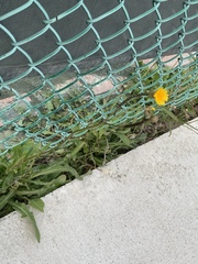 Taraxacum officinale