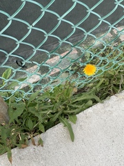 Taraxacum officinale