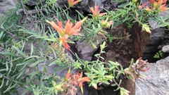 Castilleja tenuiflora