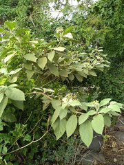 Solanum erianthum