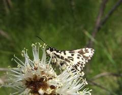 Hesperilla ornata