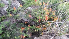Castilleja tenuiflora