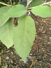 Solanum erianthum