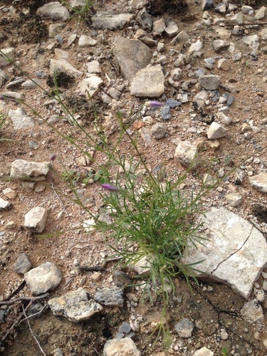 Image of Giliastrum stewartii by (c) Oscar C. González Martínez, some rights reserved (CC BY-SA)