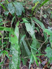 Niphidium crassifolium