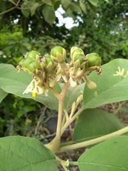 Solanum erianthum