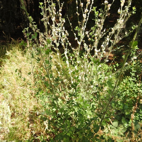 Genista Broom Moth photo 4