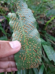 Niphidium crassifolium