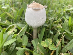 Chlorophyllum molybdites image