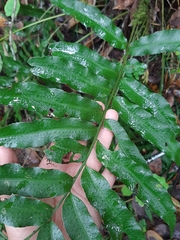 Phanerophlebia