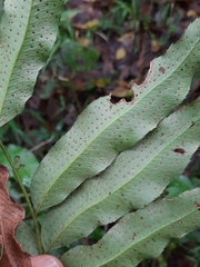 Phanerophlebia