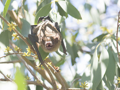 Falsistrellus tasmaniensis