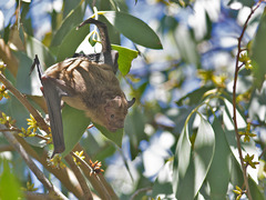 Falsistrellus tasmaniensis