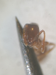 Monomorium monomorium