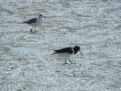 Haematopus ostralegus