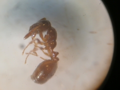 Monomorium monomorium
