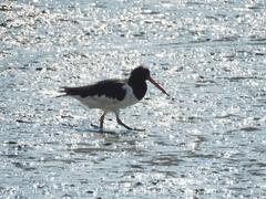 Haematopus ostralegus