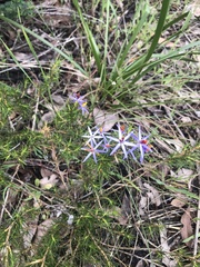 Calectasia