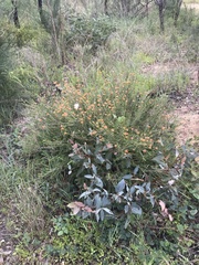 Melaleuca beaufortioides