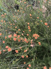 Melaleuca beaufortioides