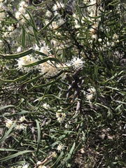 Hakea stenocarpa
