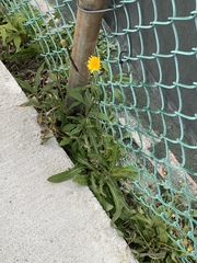 Taraxacum officinale