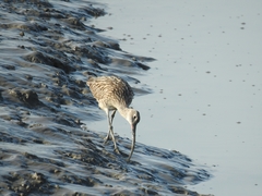 Numenius madagascariensis