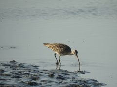 Numenius madagascariensis