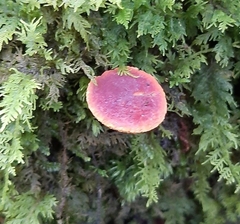Basidiomycota