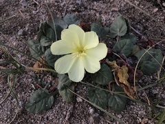 Oenothera xylocarpa