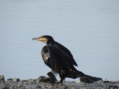 Phalacrocorax carbo