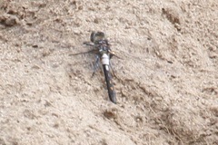 Leucorrhinia proxima
