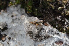 Acrididae