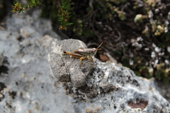 Acrididae
