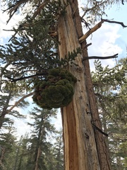 Pinus balfouriana austrina