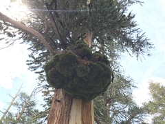 Pinus balfouriana austrina