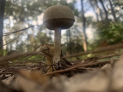 Austroboletus subflavidus