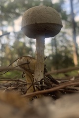 Austroboletus subflavidus