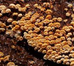 Xeromphalina leonina