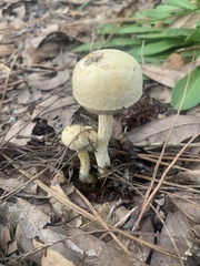 Austroboletus subflavidus