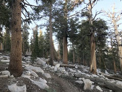 Pinus balfouriana austrina