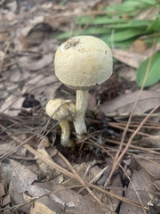 Austroboletus subflavidus