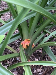 Clivia gardenii