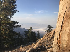Pinus balfouriana austrina