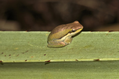 Litoria bicolor