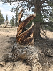 Pinus balfouriana