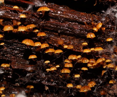 Xeromphalina leonina