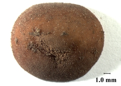 Tuber quercicola
